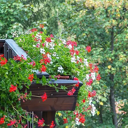 Park Izvorite 3* 科泰尔